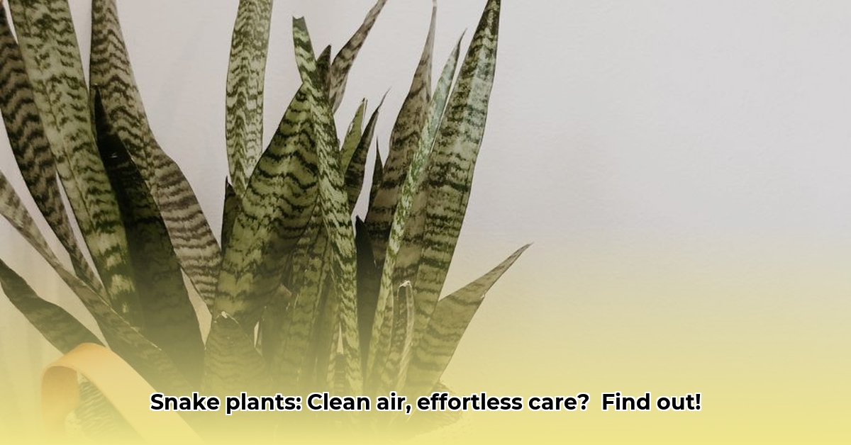 benefits-of-having-a-snake-plant